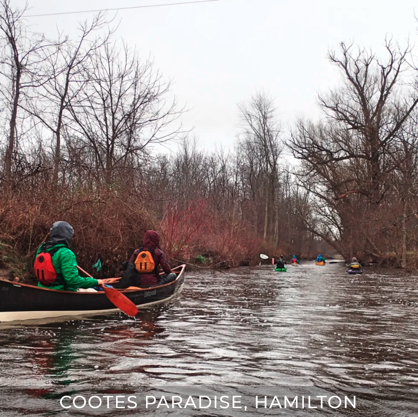 Cootes Paradise, Hamilton